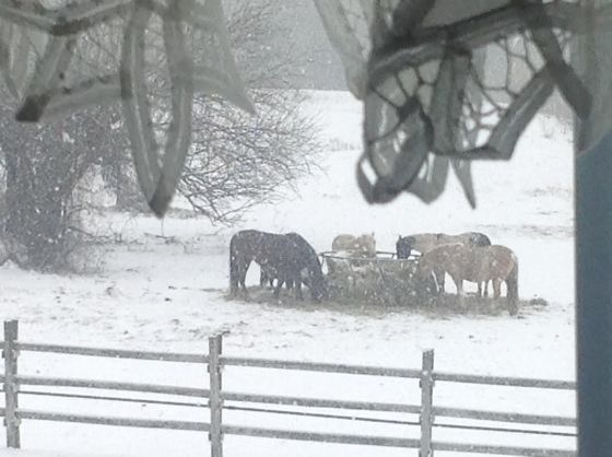 horses-in-snow.jpg